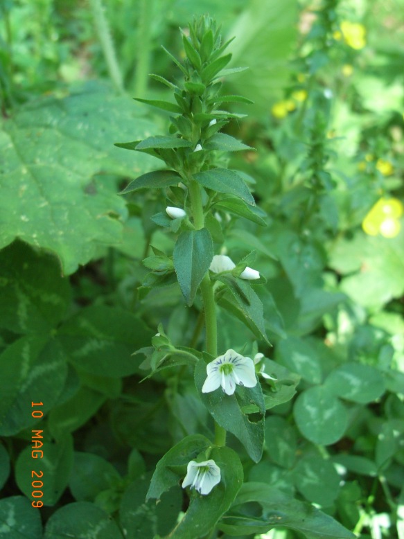 Veronica serpyllifolia